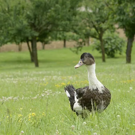 La Ferme De La Patte D'oie Отель типа 