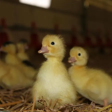 فندق مبيت وإفطار La Ferme De La Patte D'oie