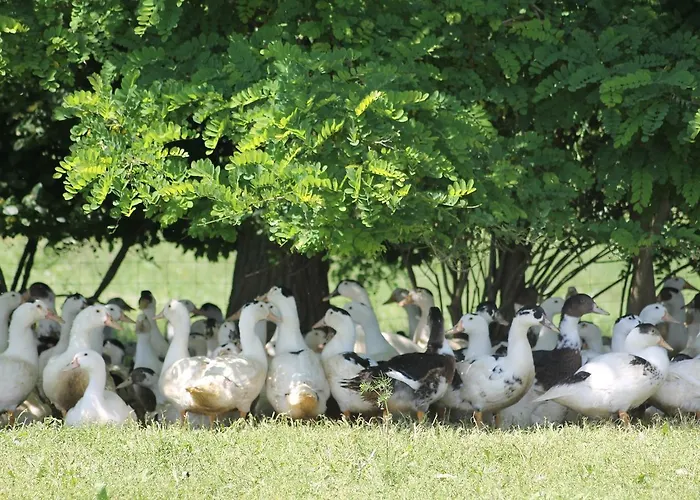 Frühstückspension La Ferme De La Patte D'oie