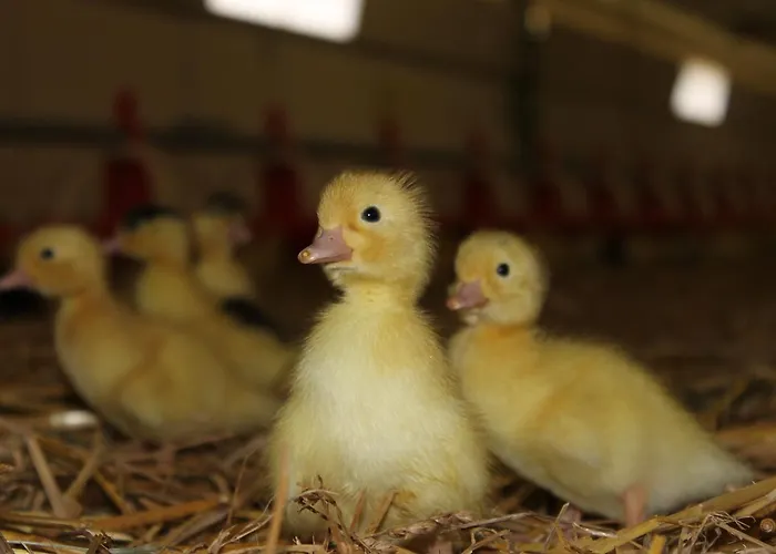 Frühstückspension La Ferme De La Patte D'oie
